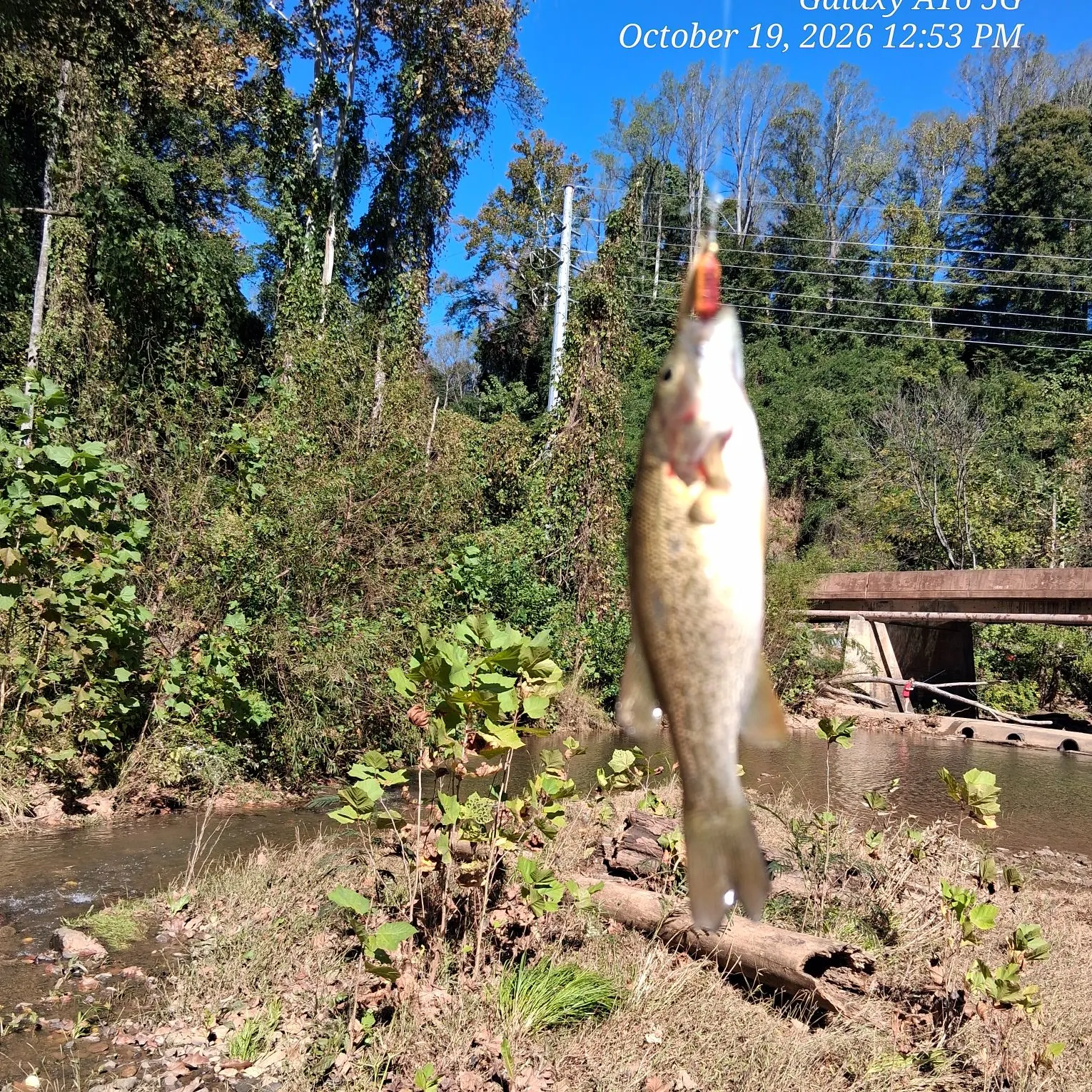 Smallmouth bass caught on Fishbrain