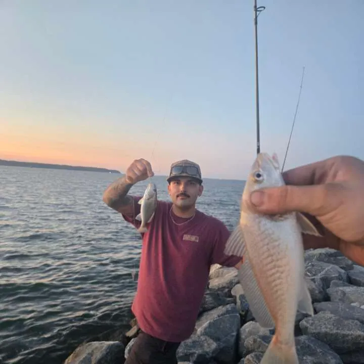 The most recent Atlantic croaker catches on Fishbrain