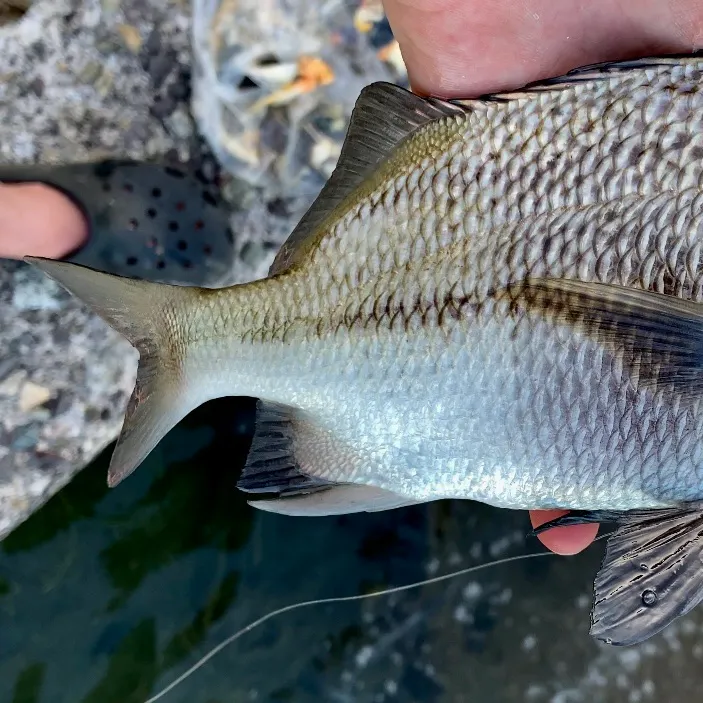 The most recent Black margate catches on Fishbrain