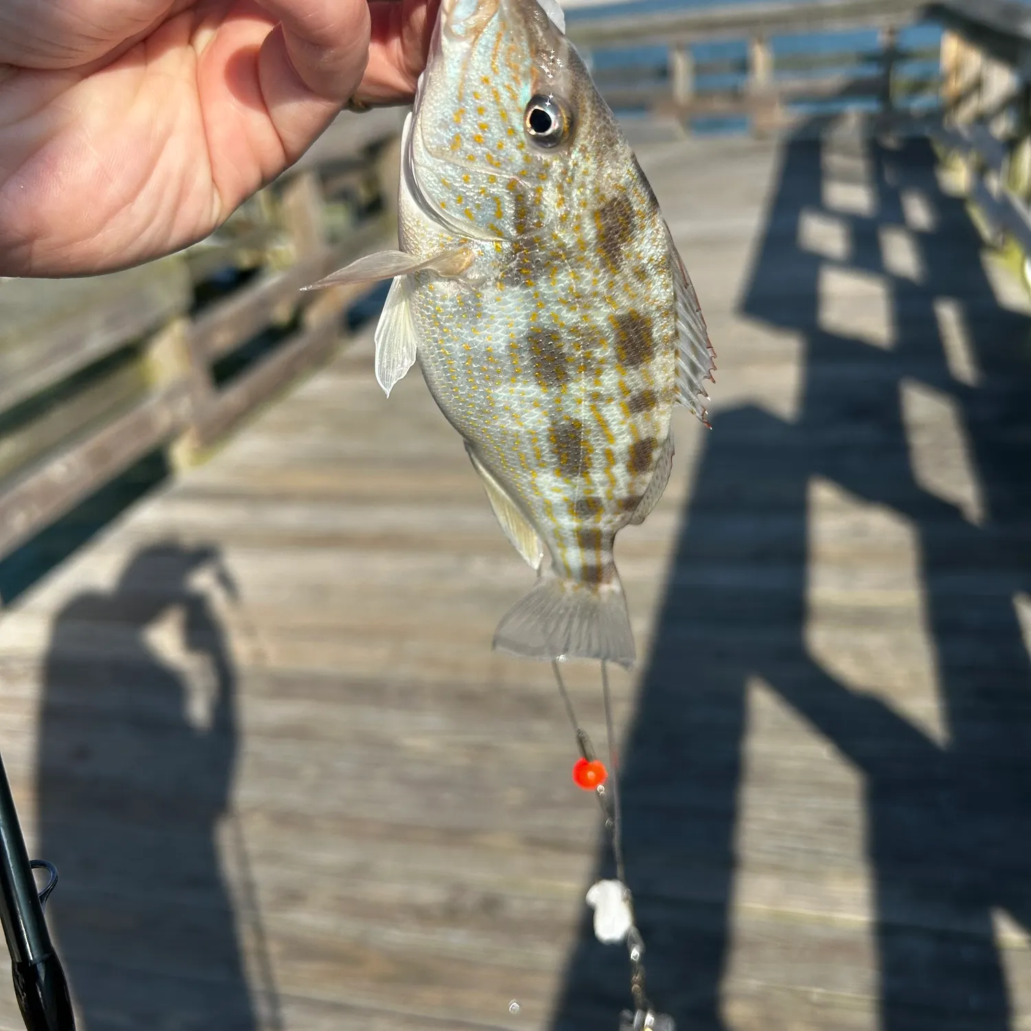 Fish caught on Fishbrain