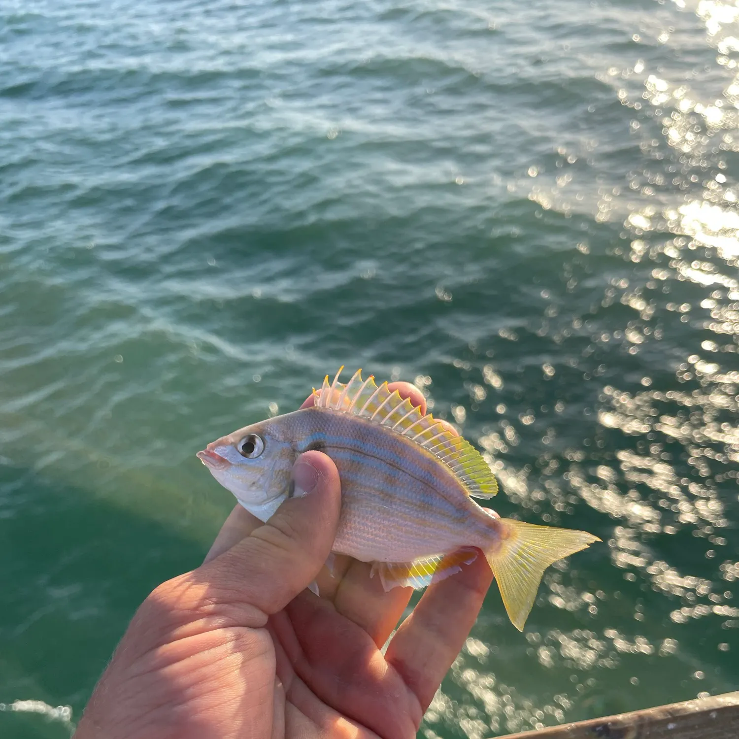 Pinfish caught on Fishbrain