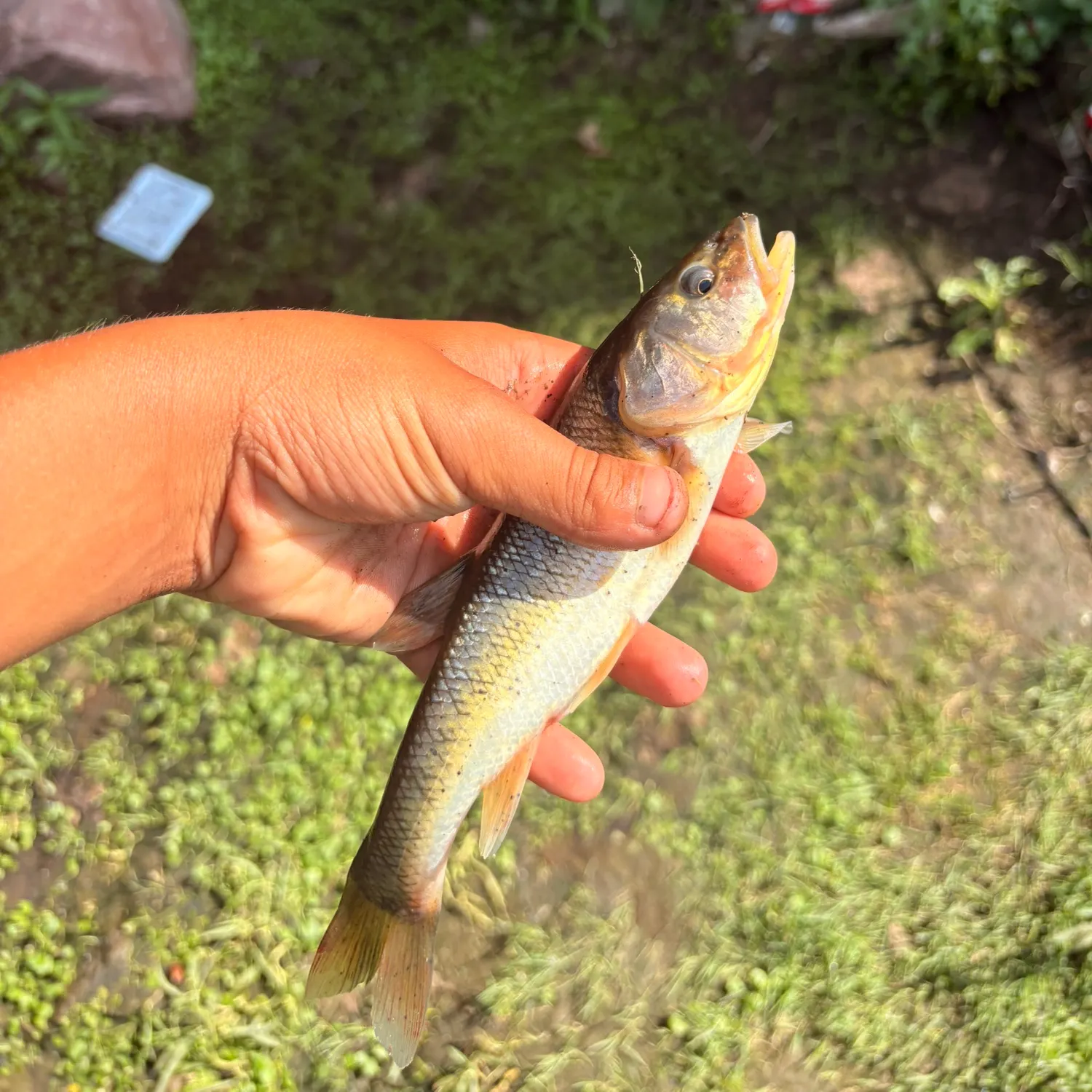 The most recent Creek chub catches on Fishbrain
