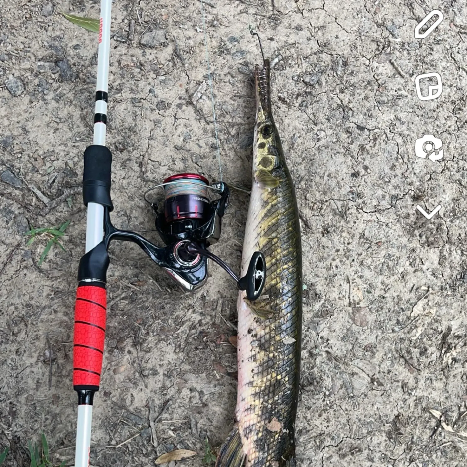 recently logged catches