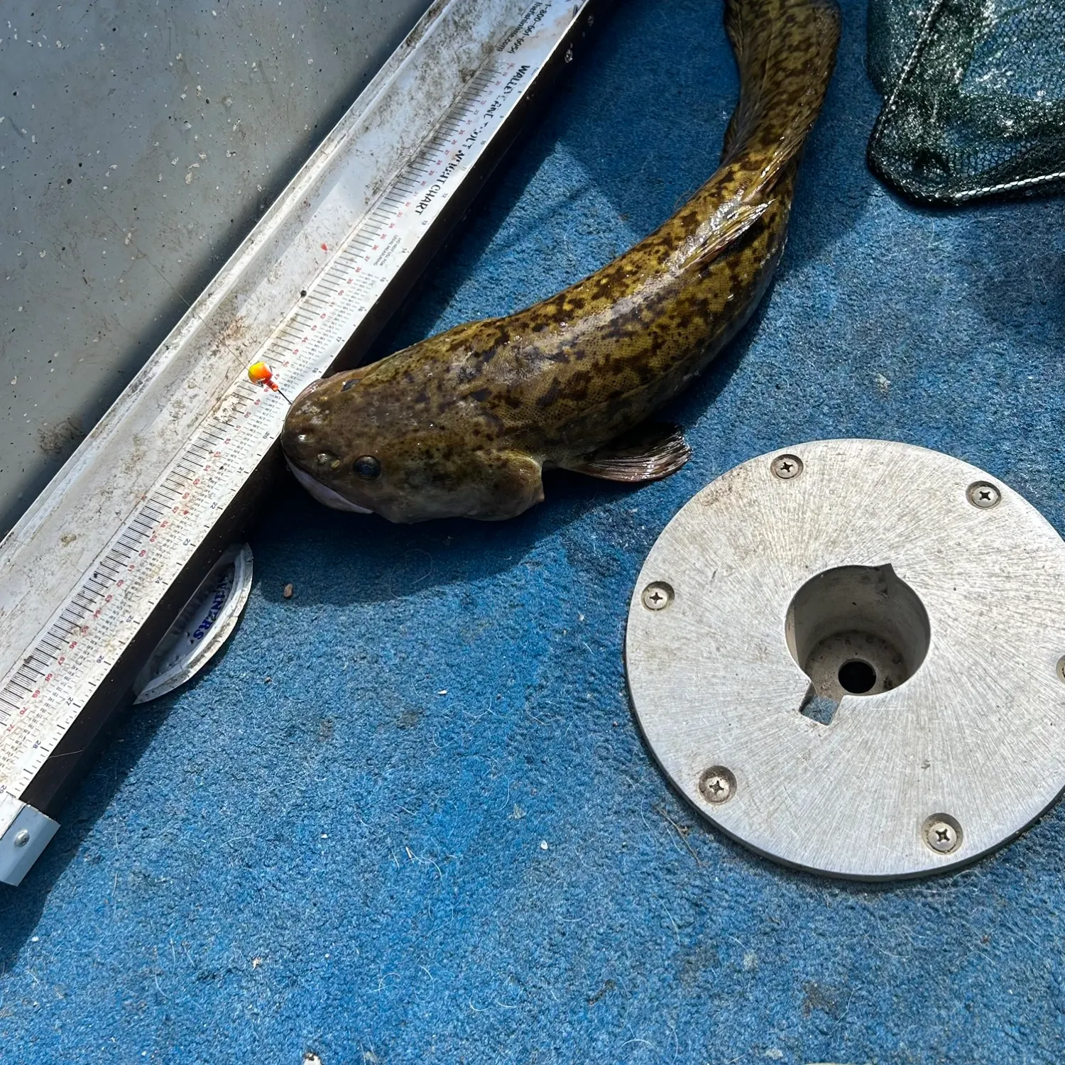 The most recent Burbot catches on Fishbrain