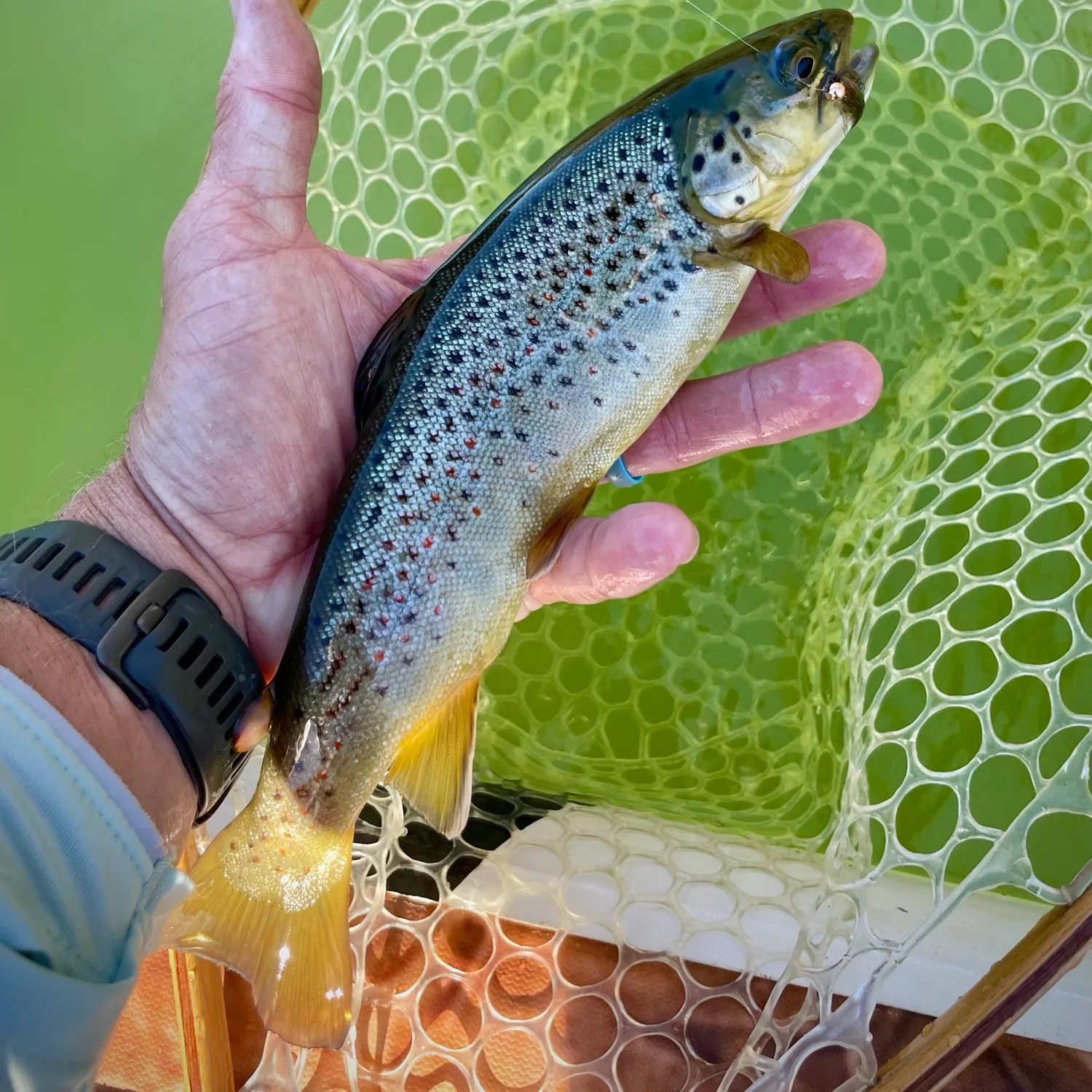 Brown trout caught on Fishbrain