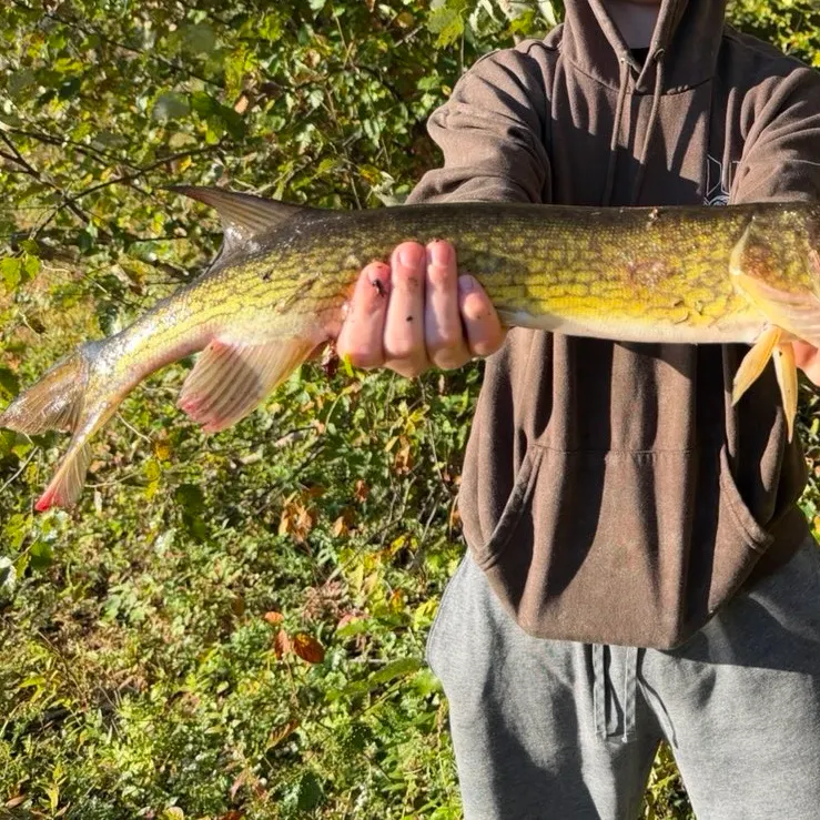 Chain pickerel caught on Fishbrain