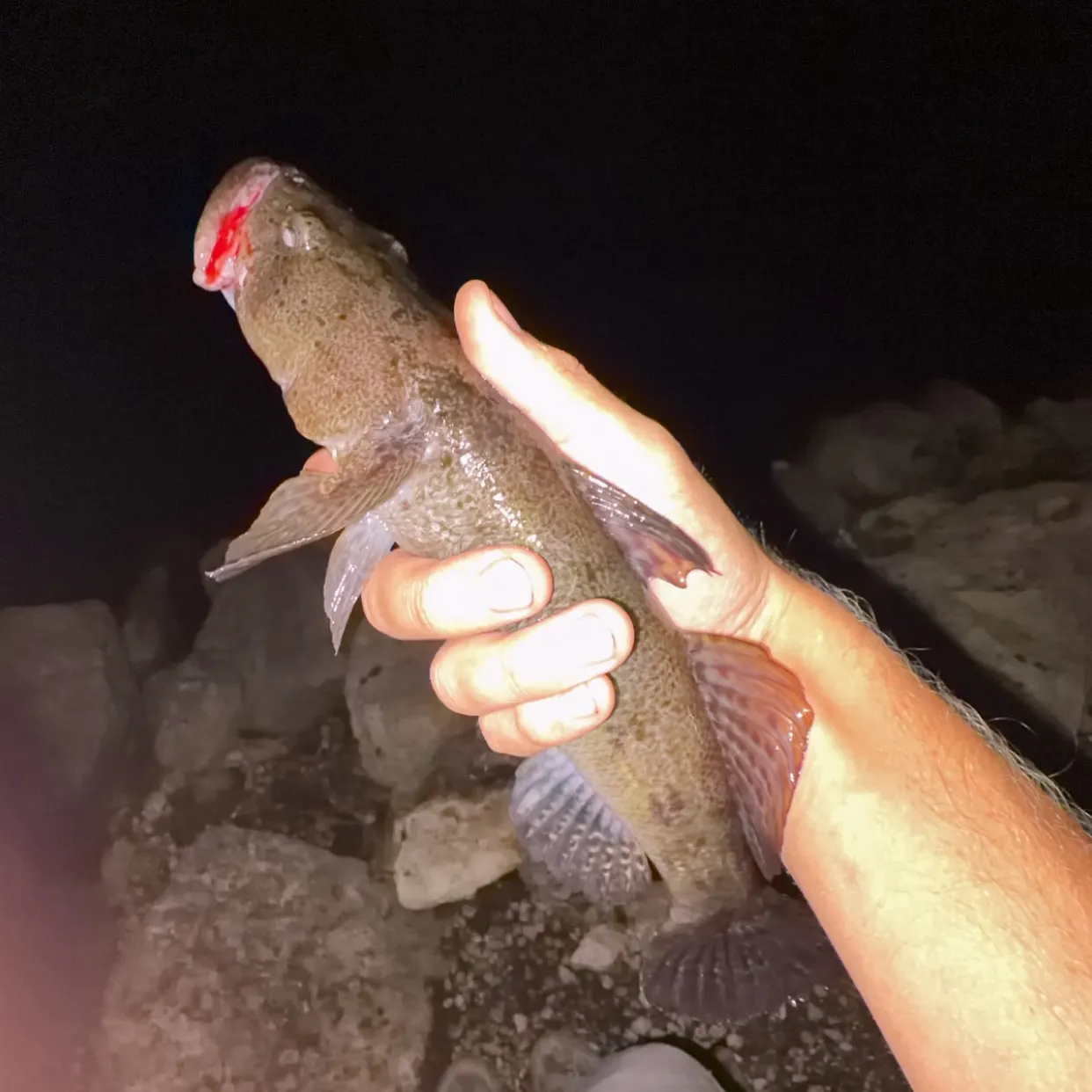 The most recent Bigmouth sleeper catches on Fishbrain