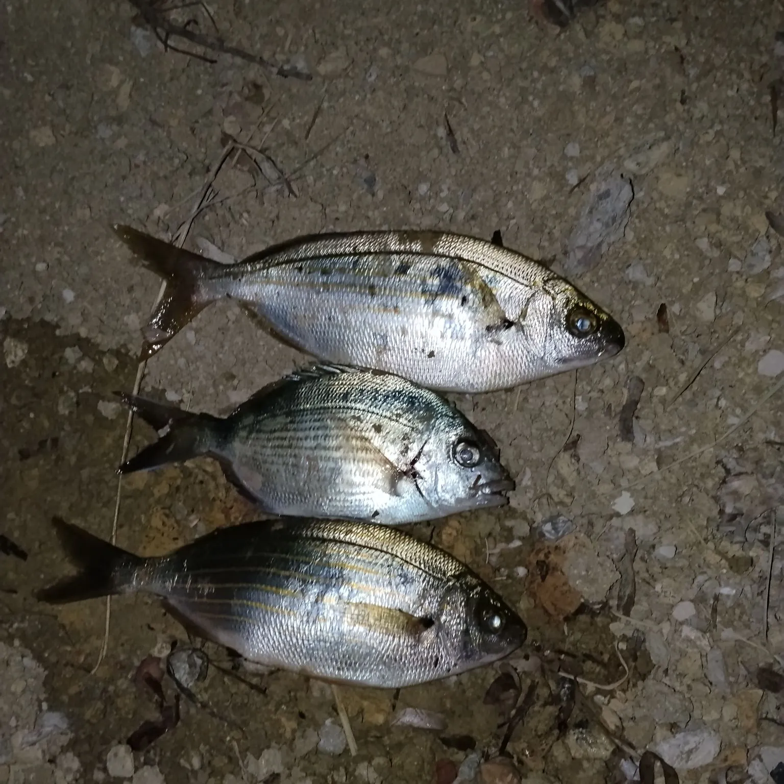 The most recent Salema porgy catches on Fishbrain