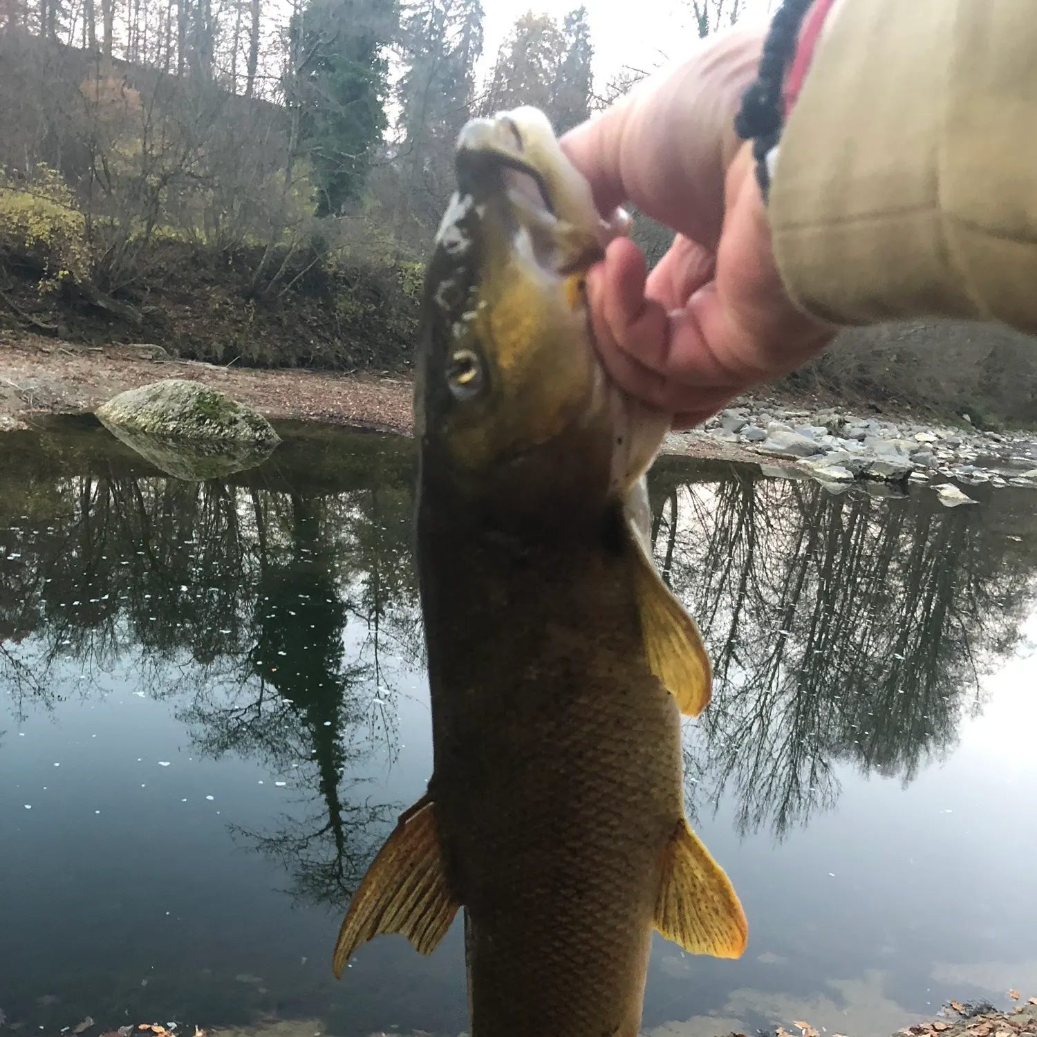 Fish caught on Fishbrain