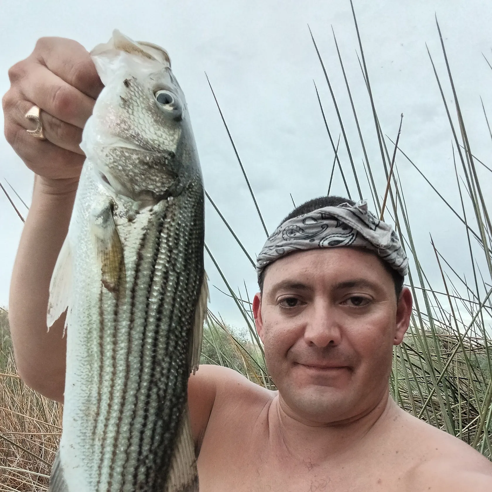 Striped bass caught on Fishbrain