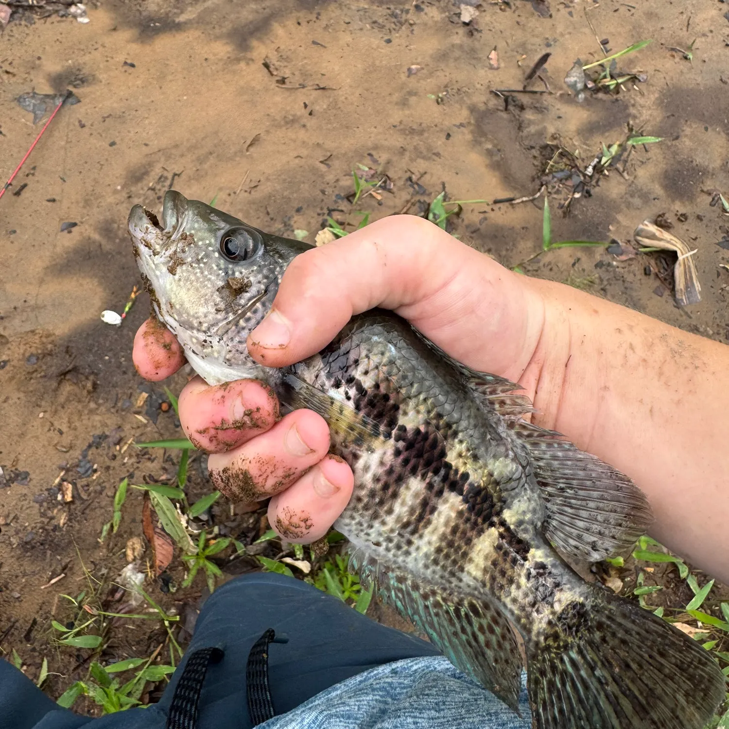 The most recent Wolf cichlid catches on Fishbrain
