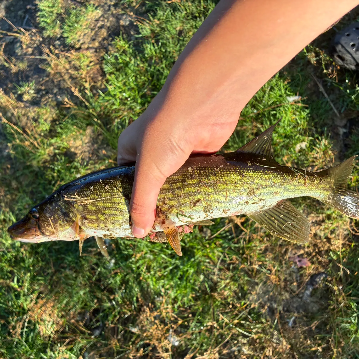 Chain pickerel caught on Fishbrain