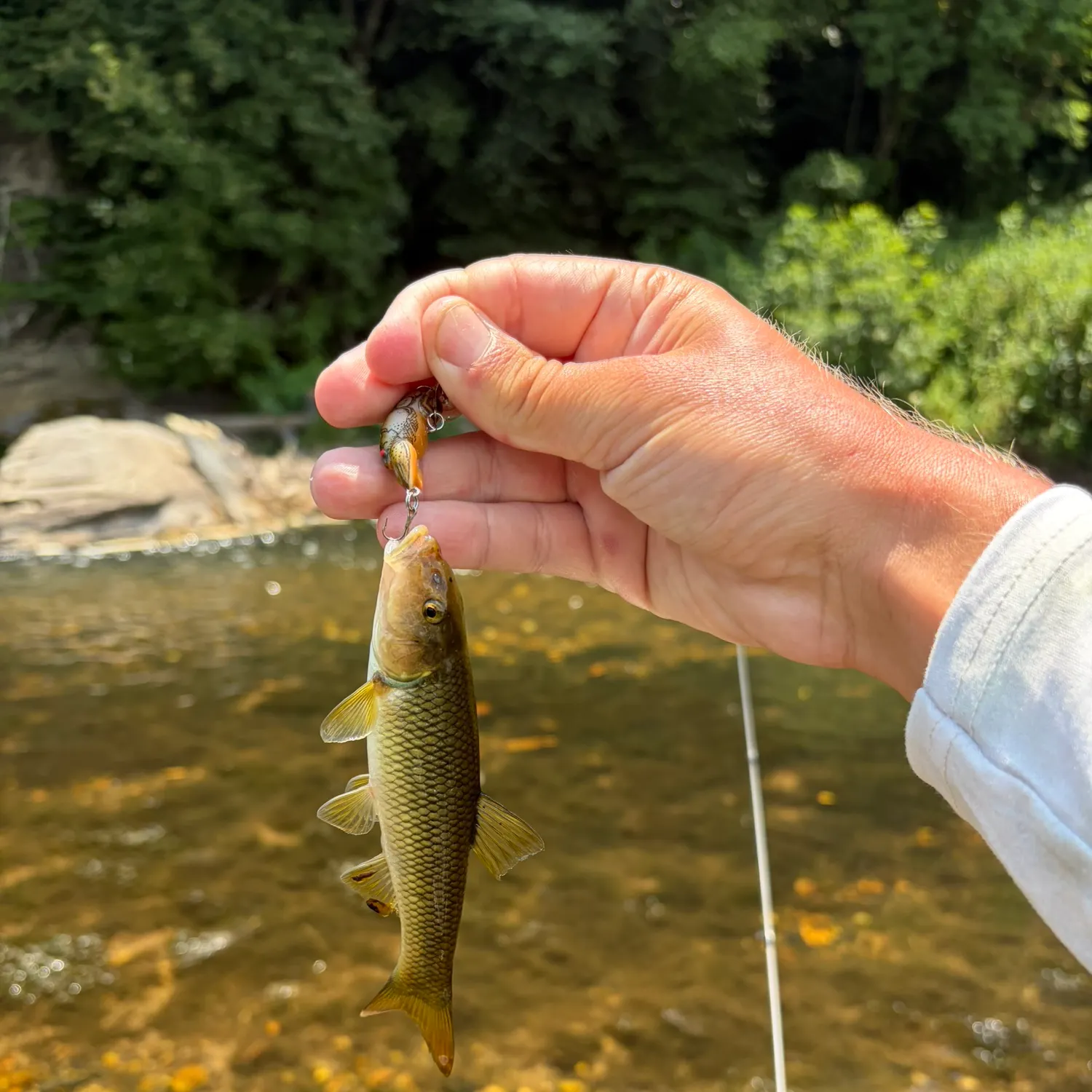 The most recent Bigmouth chub catches on Fishbrain