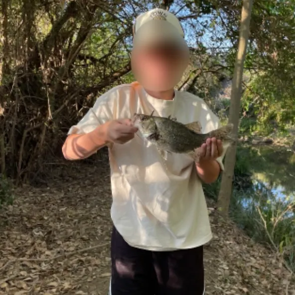 The most recent Australian bass catches on Fishbrain