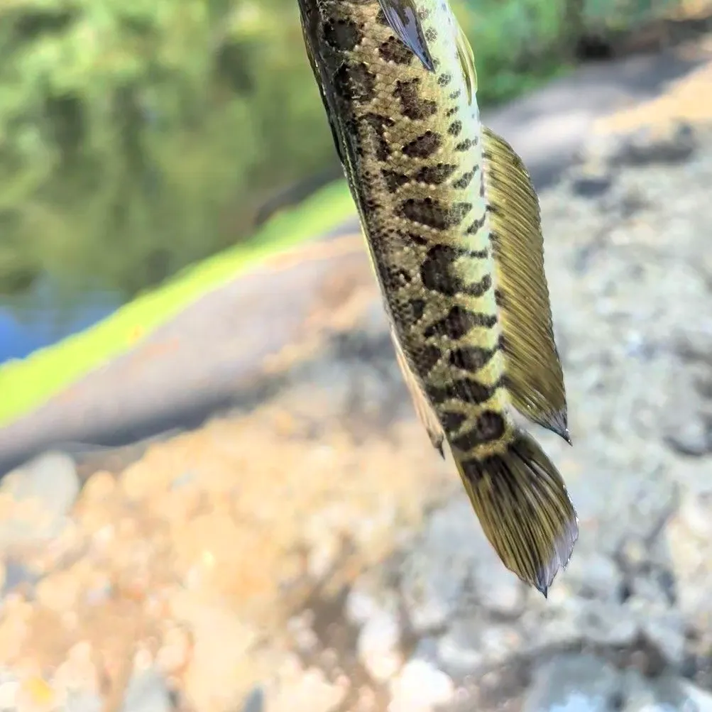 Northern snakehead caught on Fishbrain
