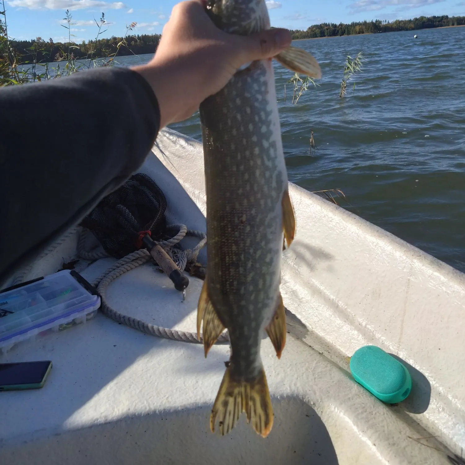 Northern pike caught on Fishbrain