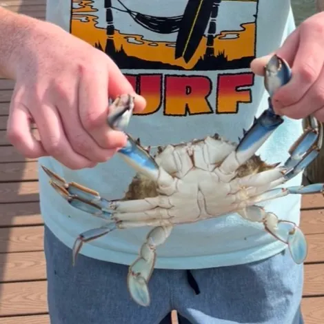 Blue crab caught on Fishbrain
