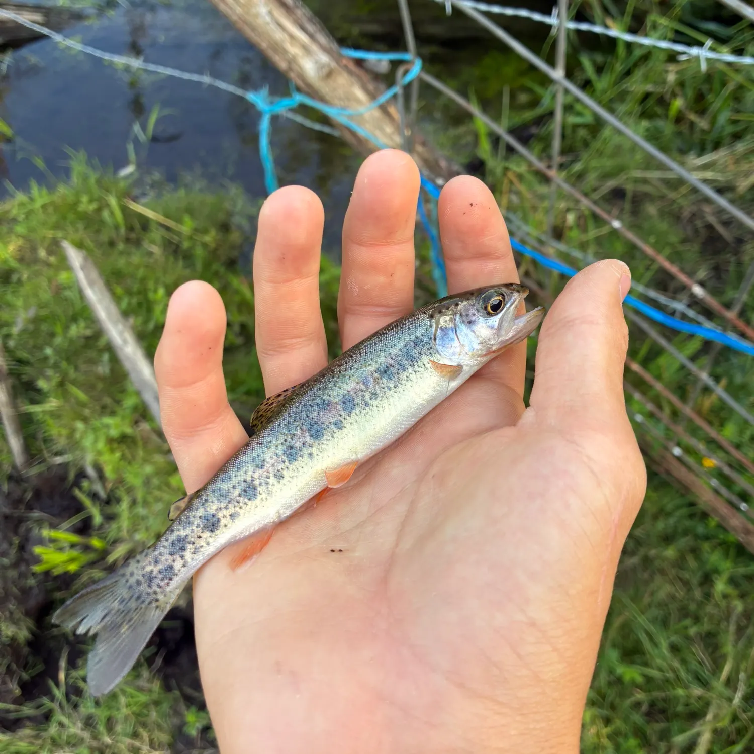 The most recent Cutthroat trout catches on Fishbrain