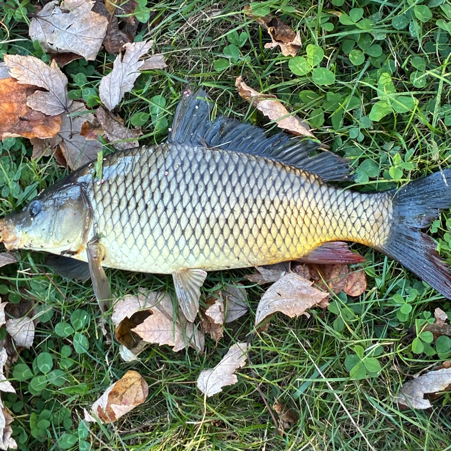 Common carp caught on Fishbrain