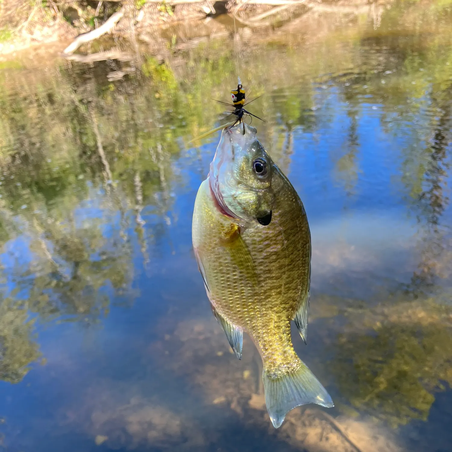 Bluegill caught on Fishbrain