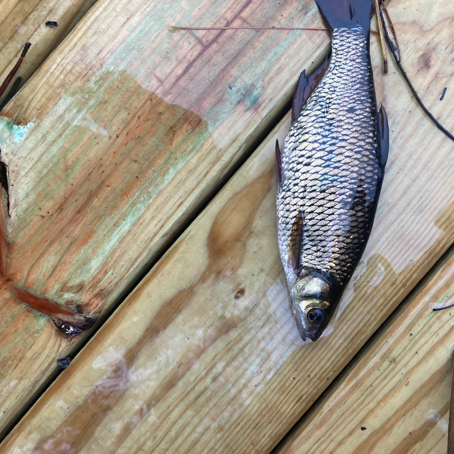 The most recent Golden shiner catches on Fishbrain