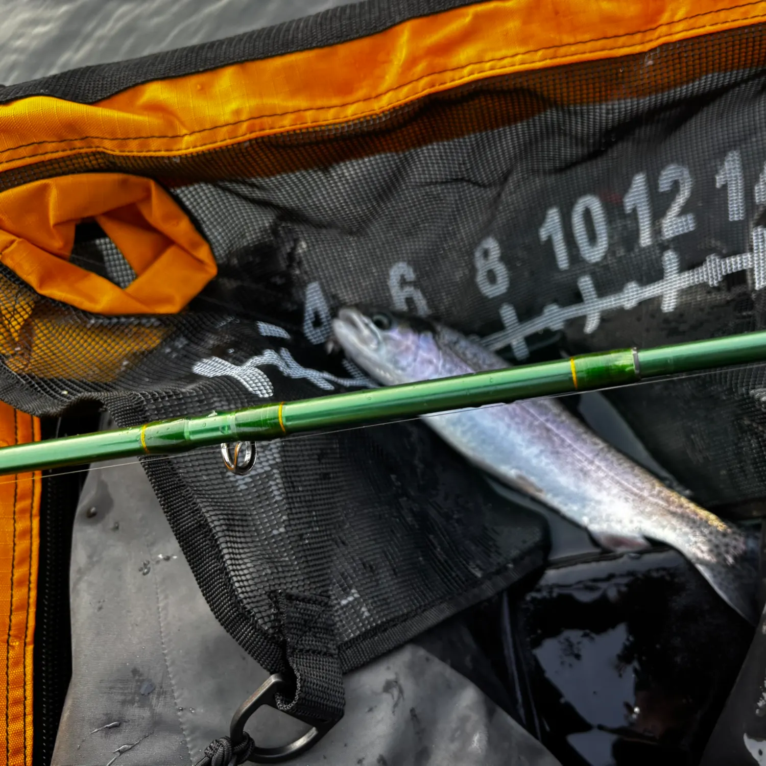 Rainbow trout caught on Fishbrain