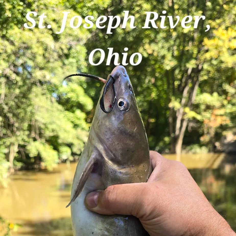 Channel catfish caught on Fishbrain