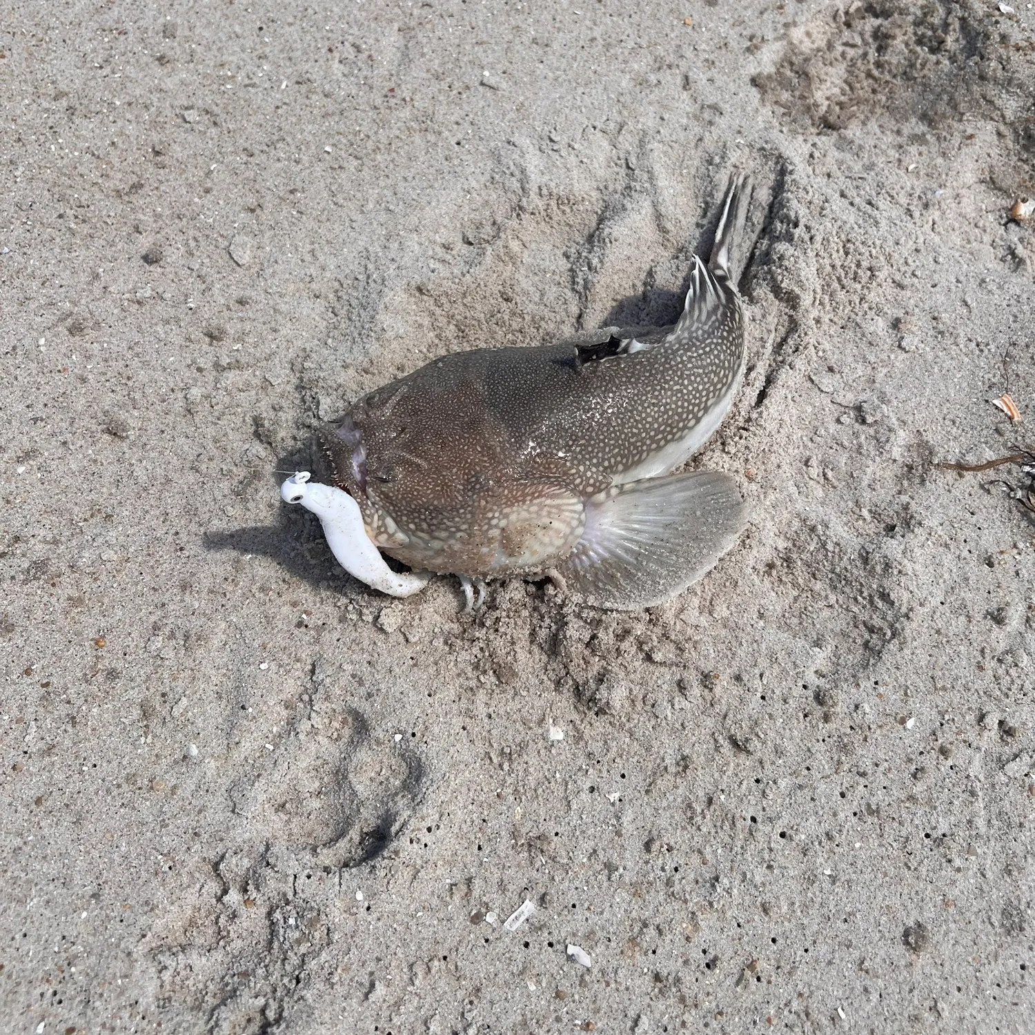 The most recent Northern stargazer catches on Fishbrain