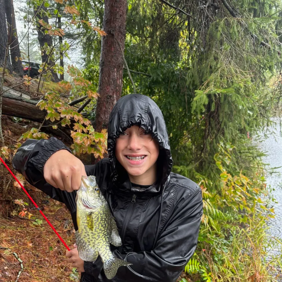 Black crappie caught on Fishbrain