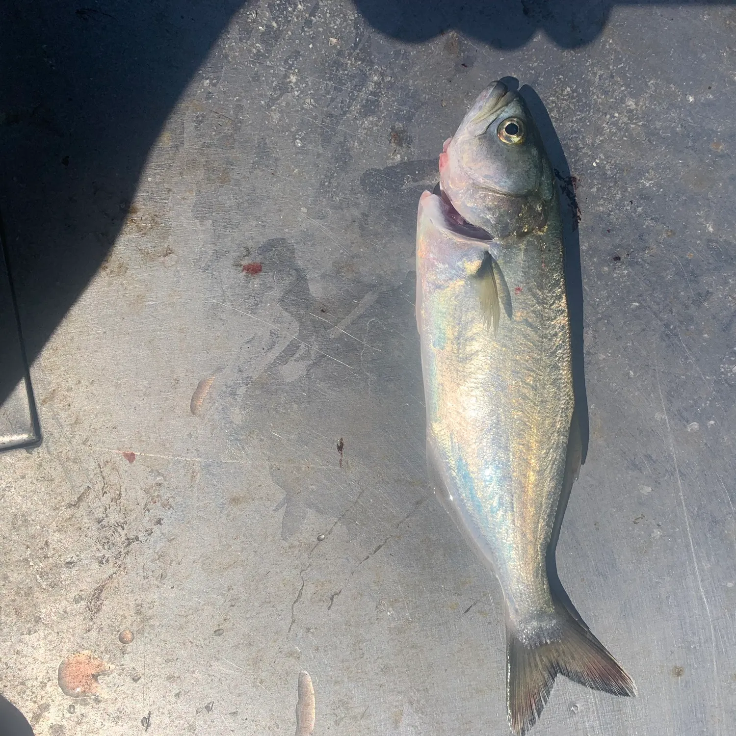 Bluefish caught on Fishbrain