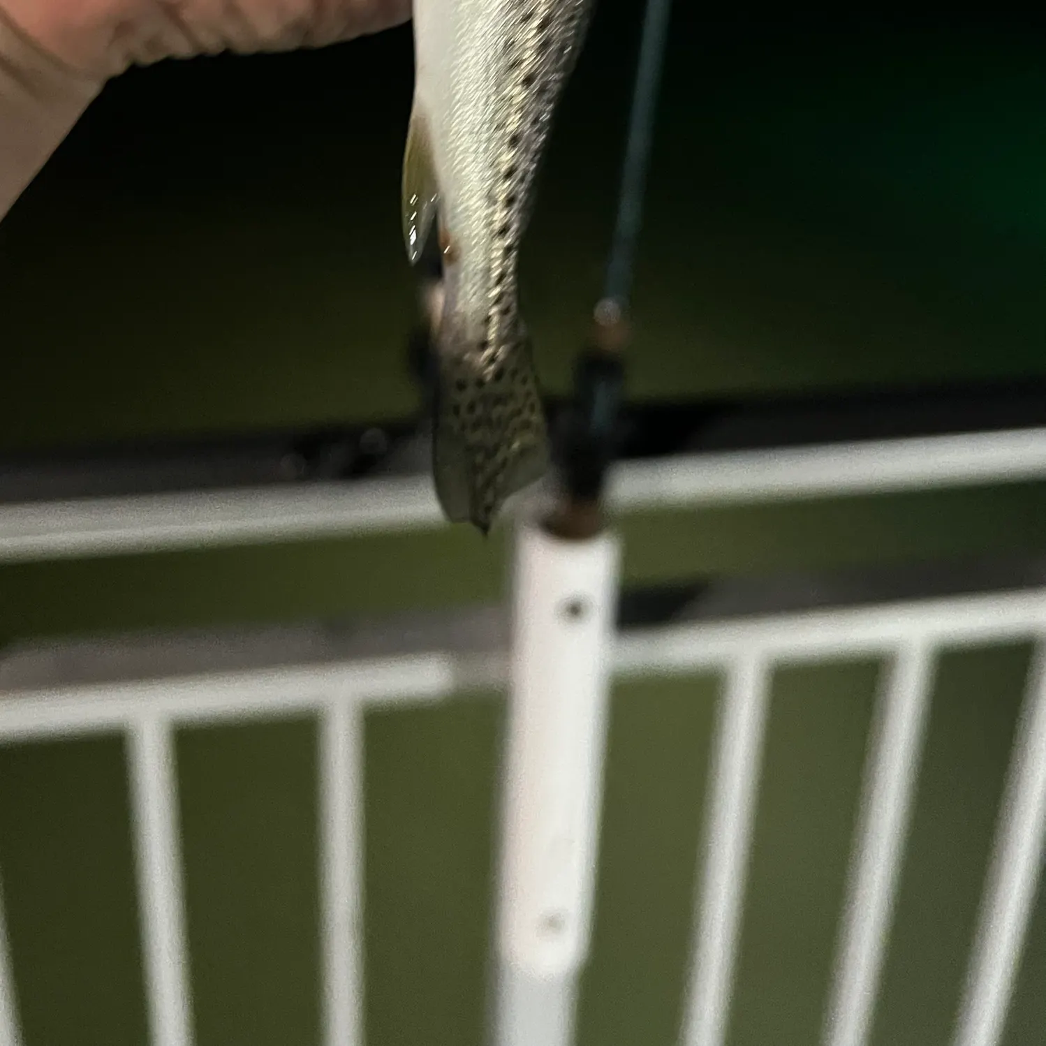 Spotted seatrout caught on Fishbrain