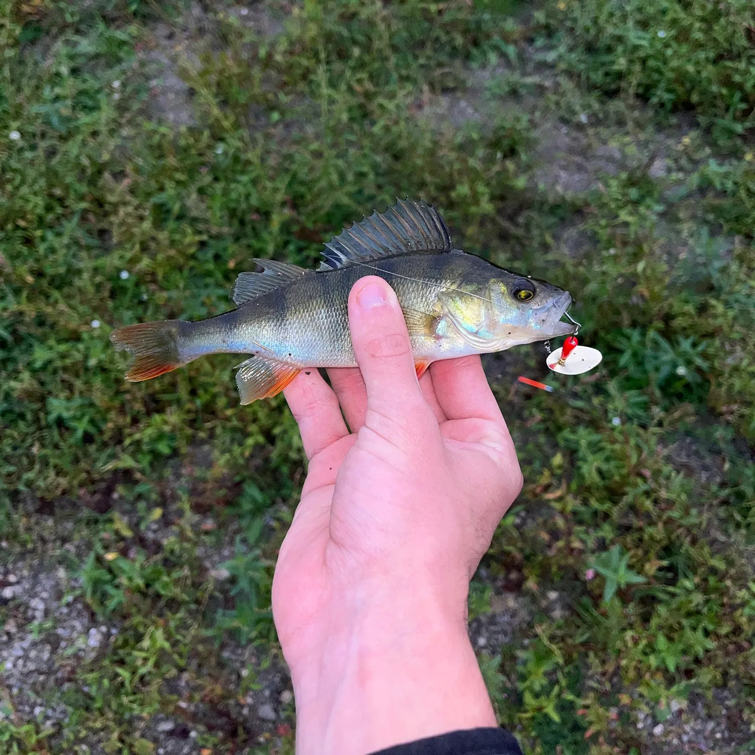 European perch caught on Fishbrain
