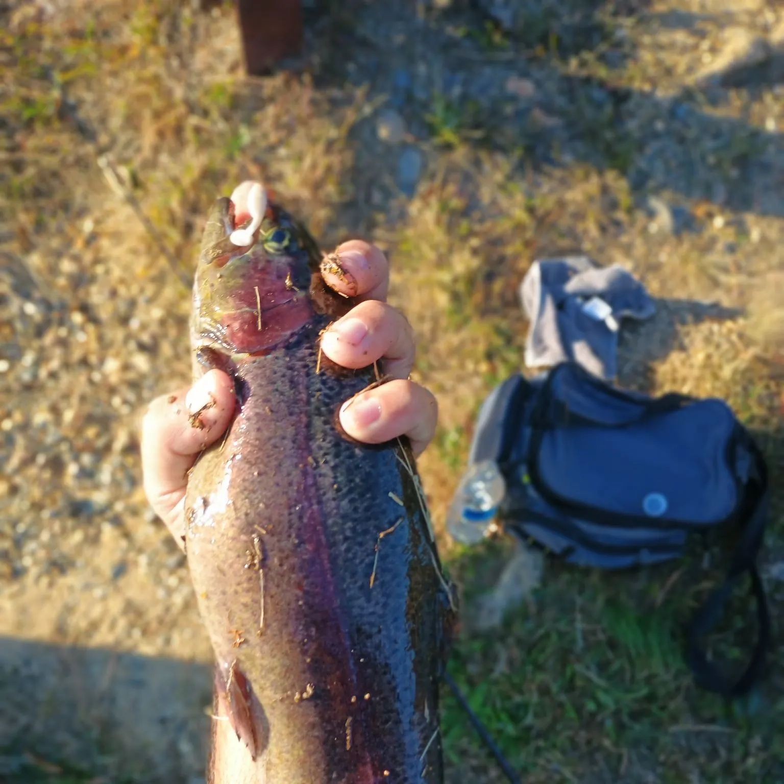Rainbow trout caught on Fishbrain