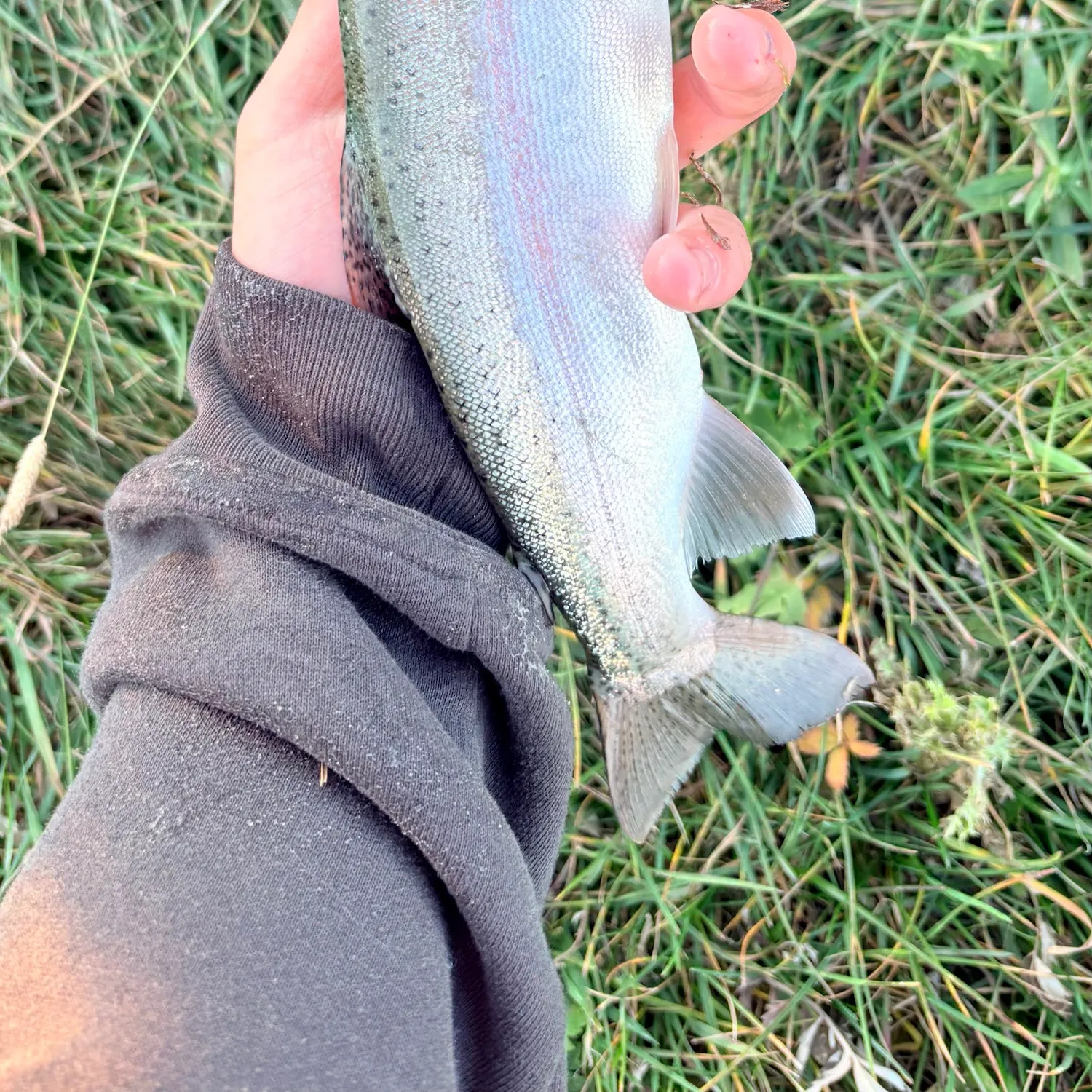 Rainbow trout caught on Fishbrain