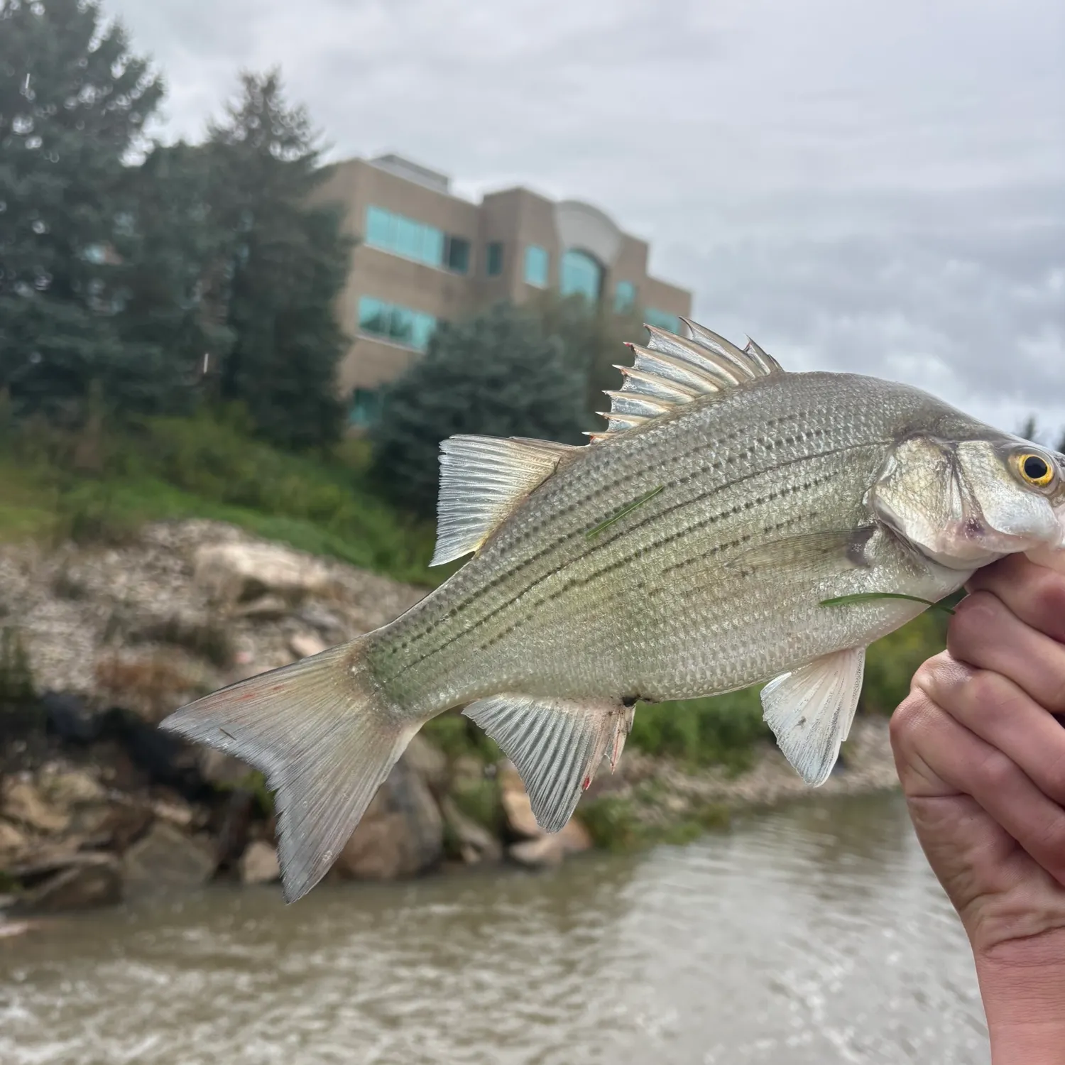 White bass caught on Fishbrain