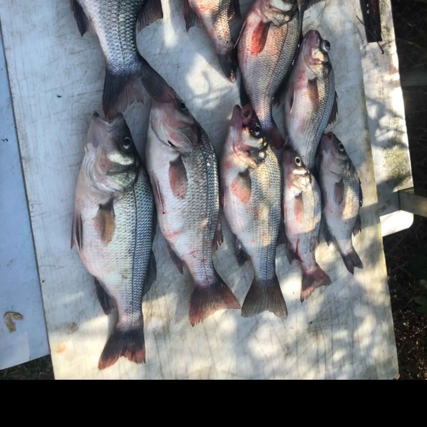 recently logged catches