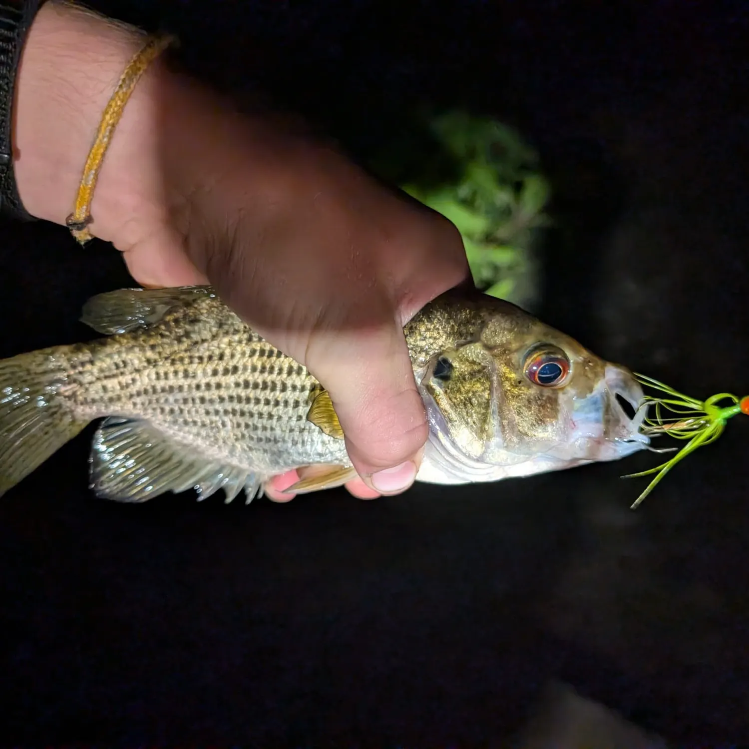 Smallmouth bass caught on Fishbrain
