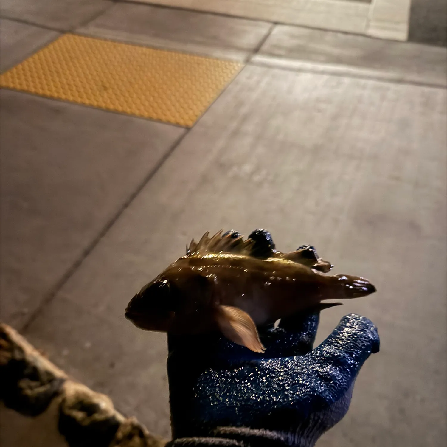 The most recent Brown rockfish catches on Fishbrain