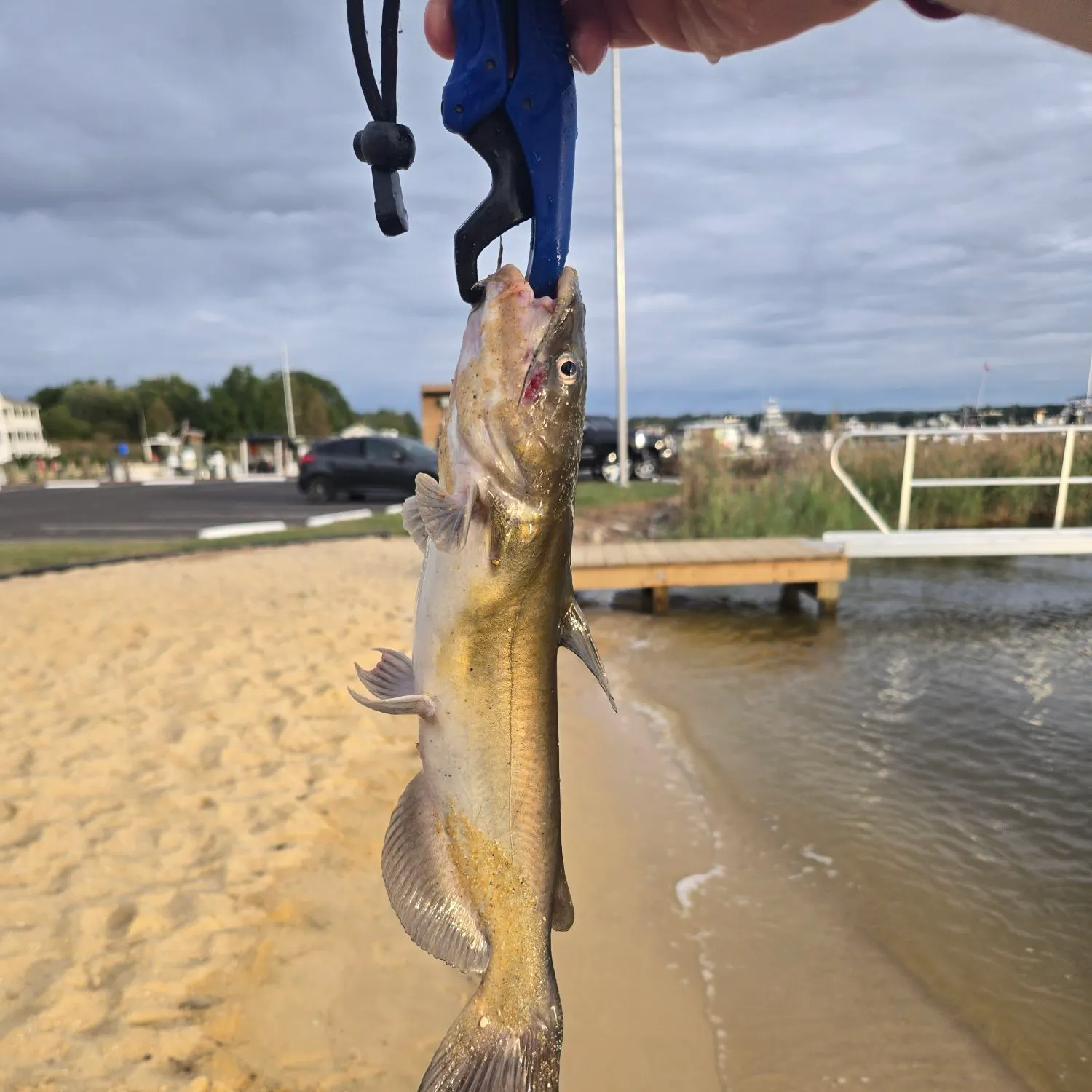 Channel catfish caught on Fishbrain