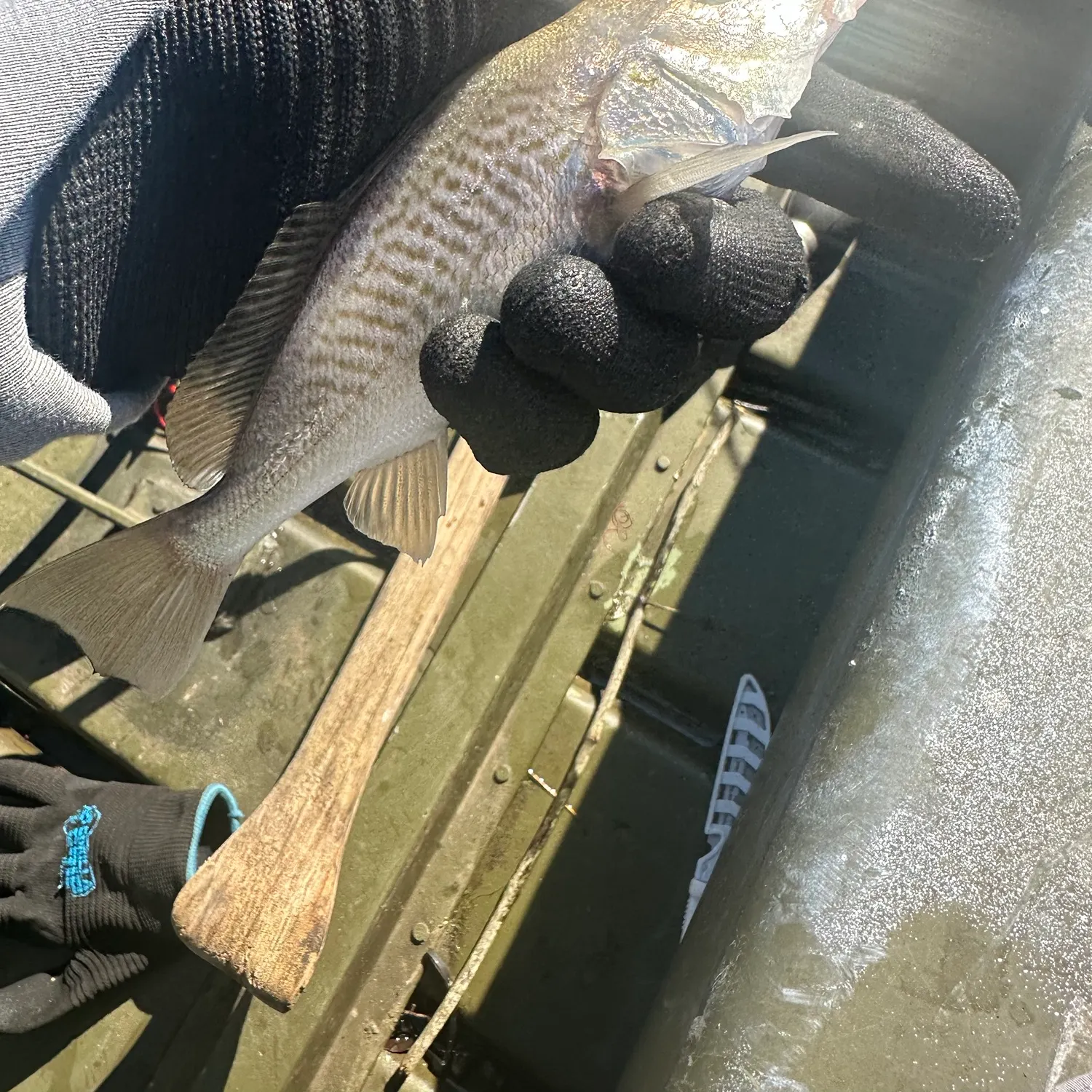 Atlantic croaker caught on Fishbrain
