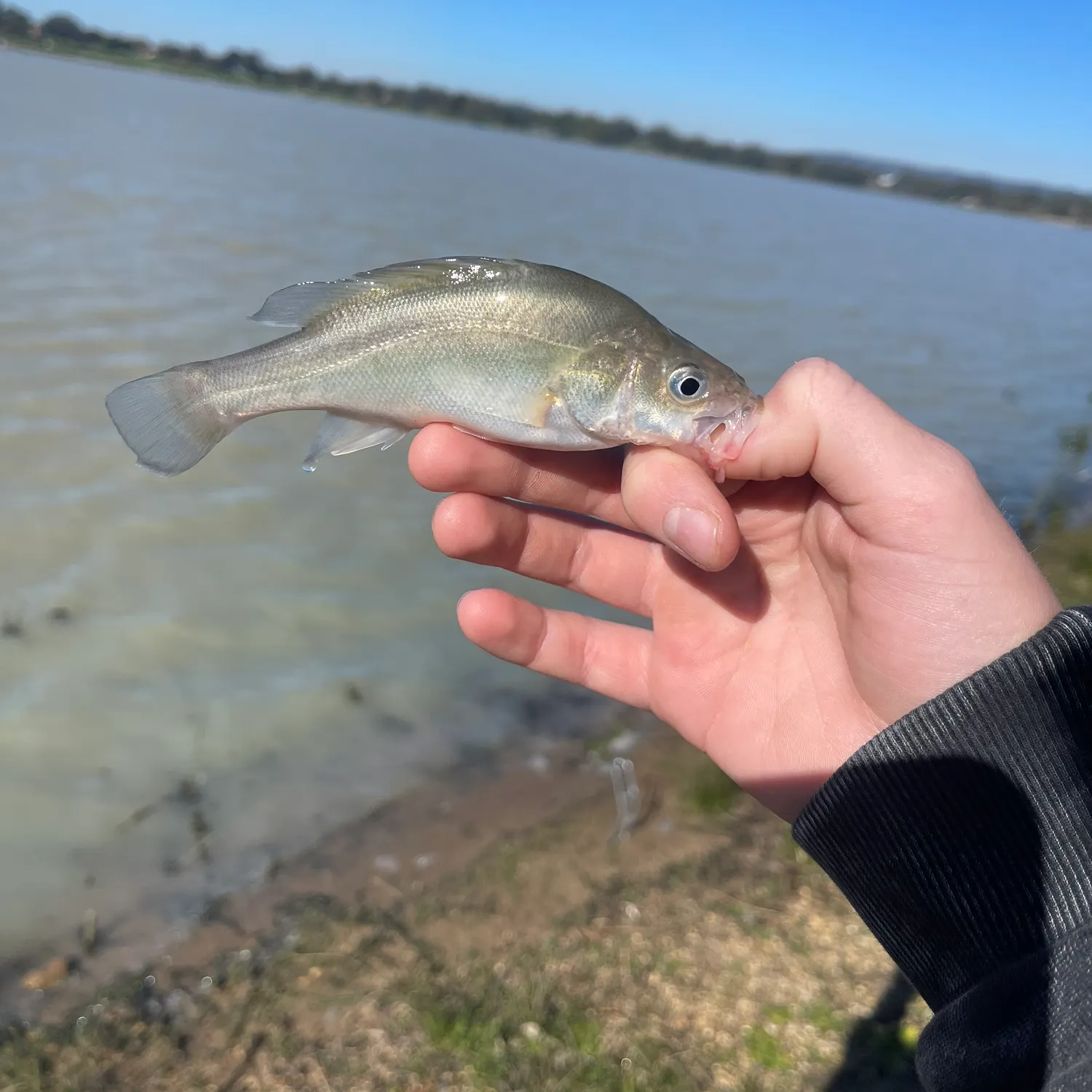 The most recent Golden perch catches on Fishbrain