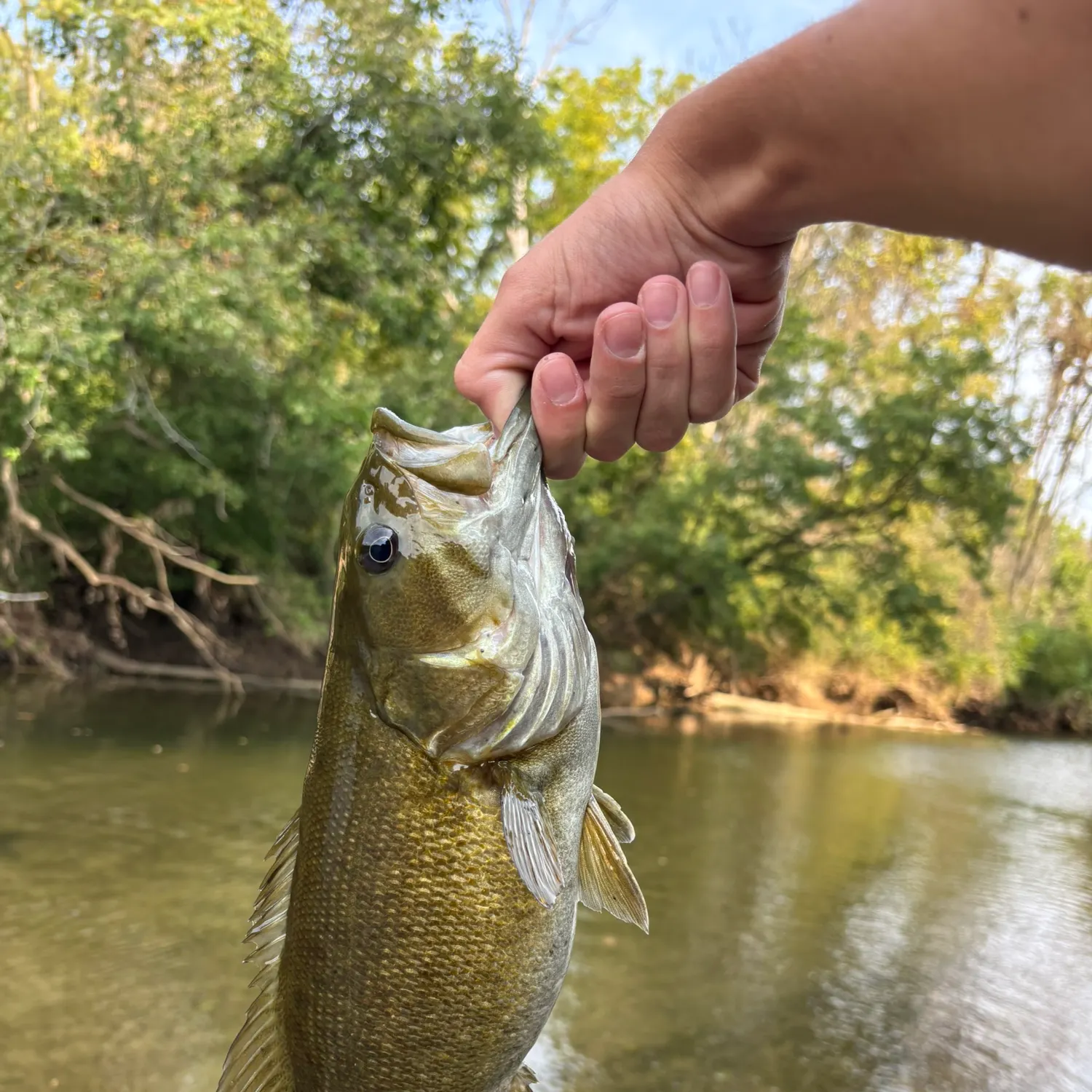Smallmouth bass caught on Fishbrain