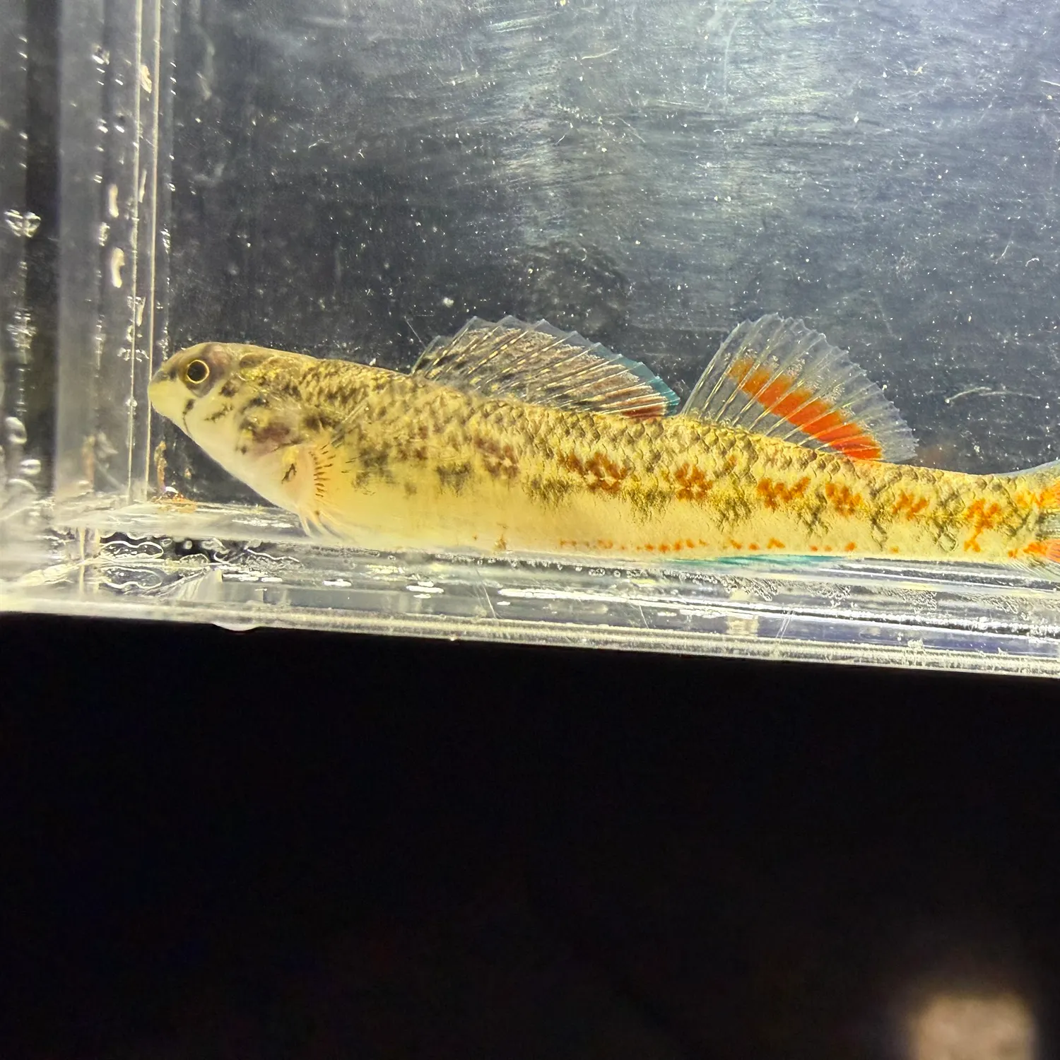 The most recent Tallapoosa bass catches on Fishbrain