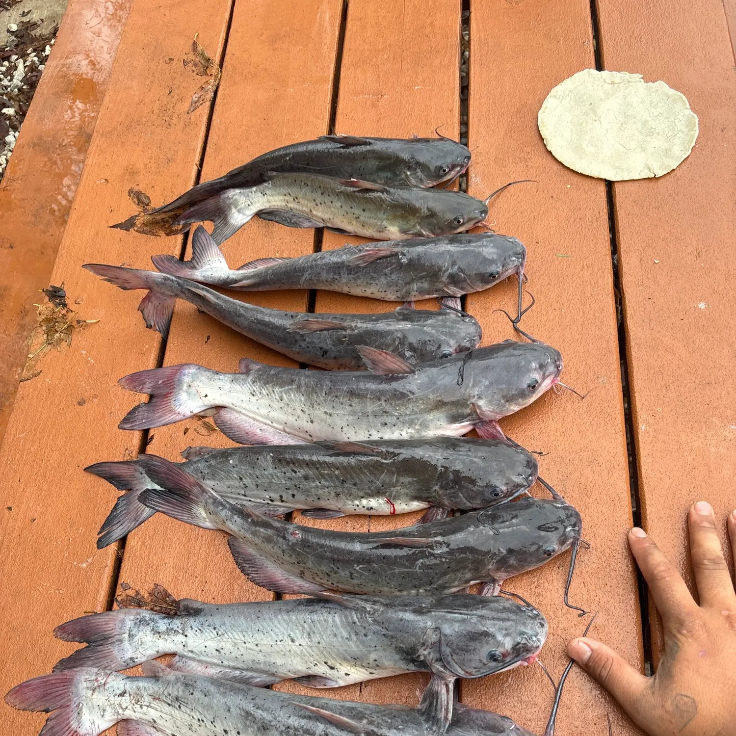 Channel catfish caught on Fishbrain