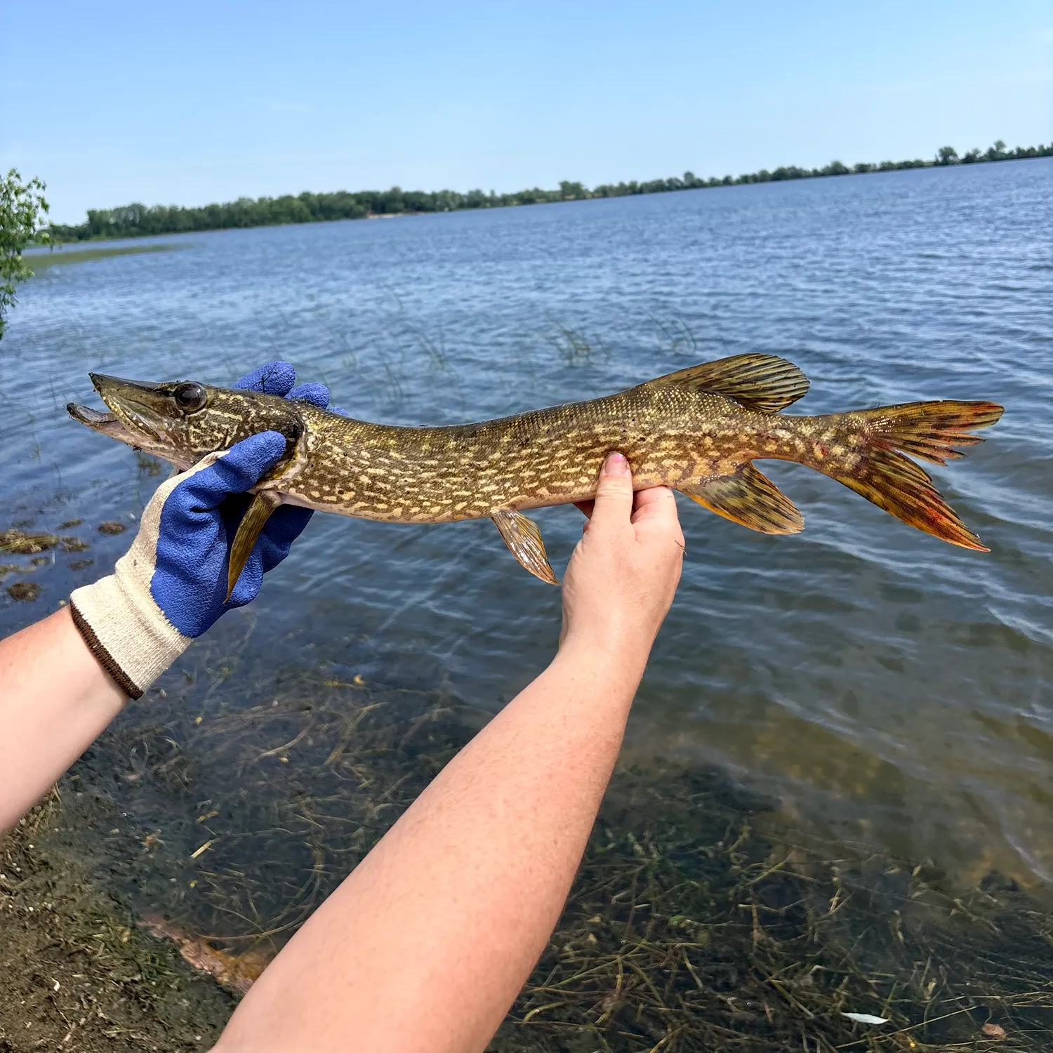 Northern pike caught on Fishbrain