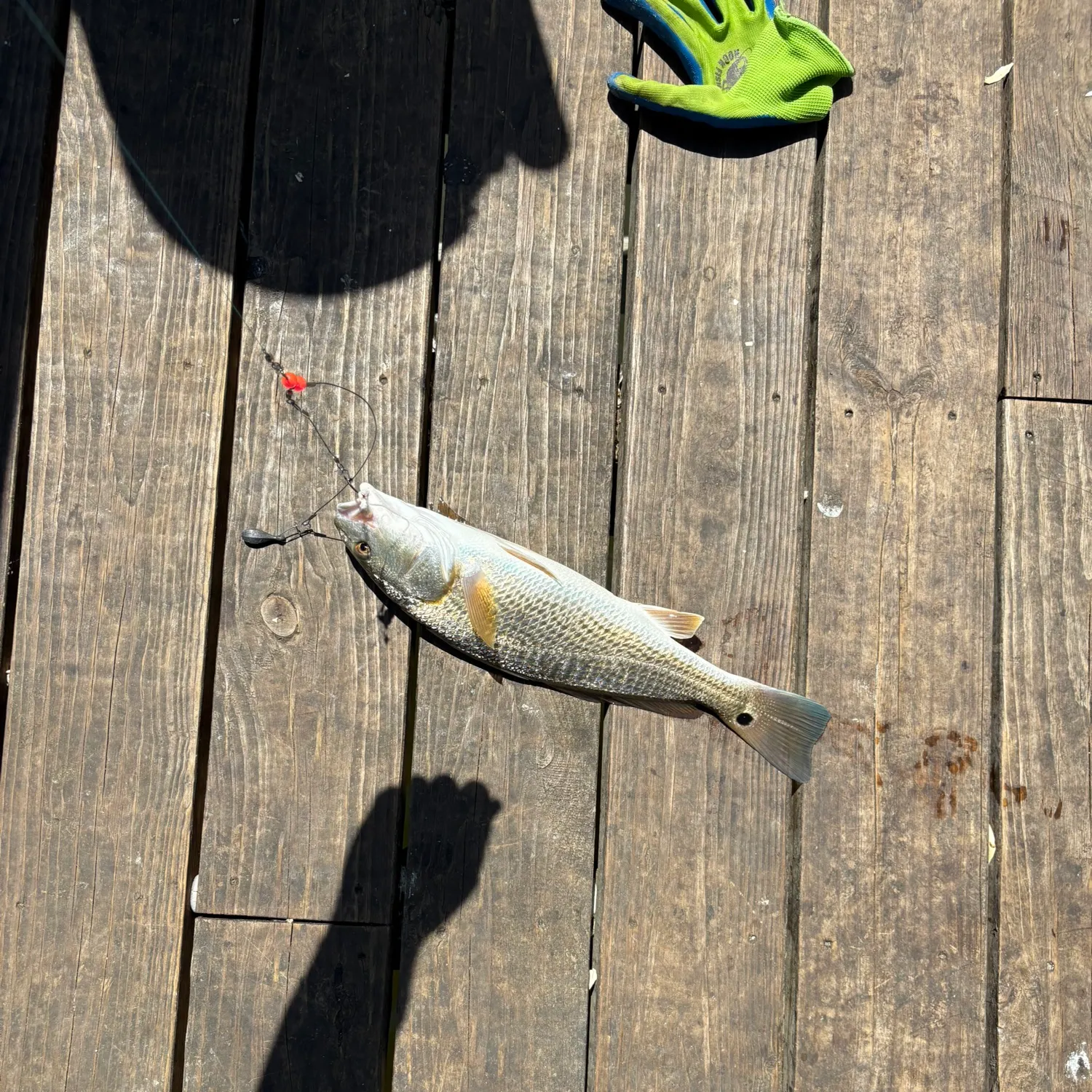 Red drum caught on Fishbrain