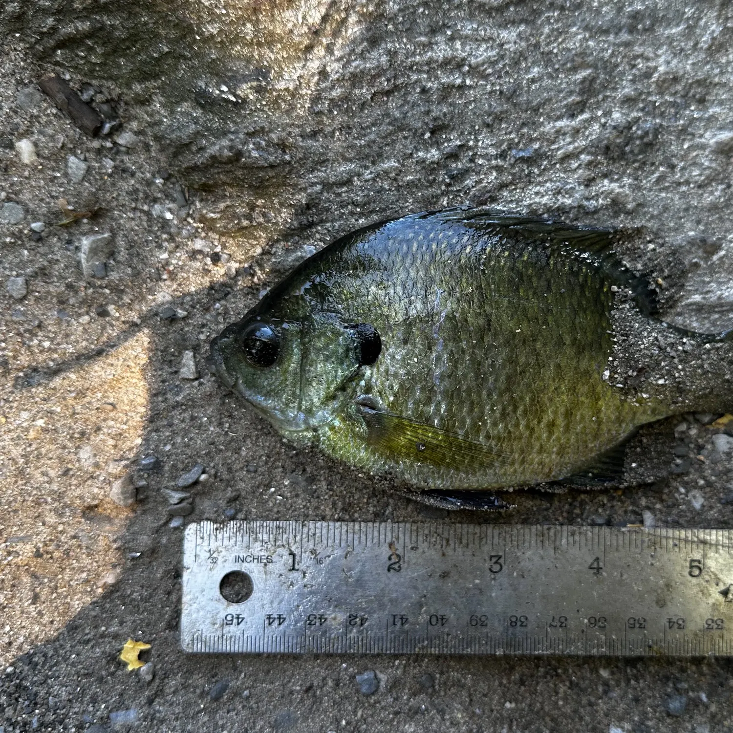 Bluegill caught on Fishbrain