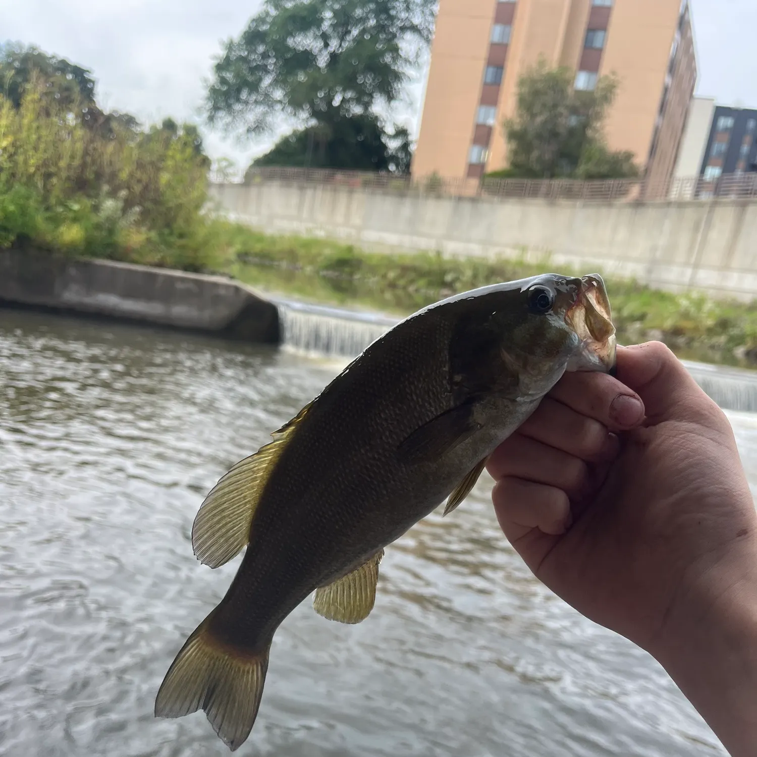 Smallmouth bass caught on Fishbrain