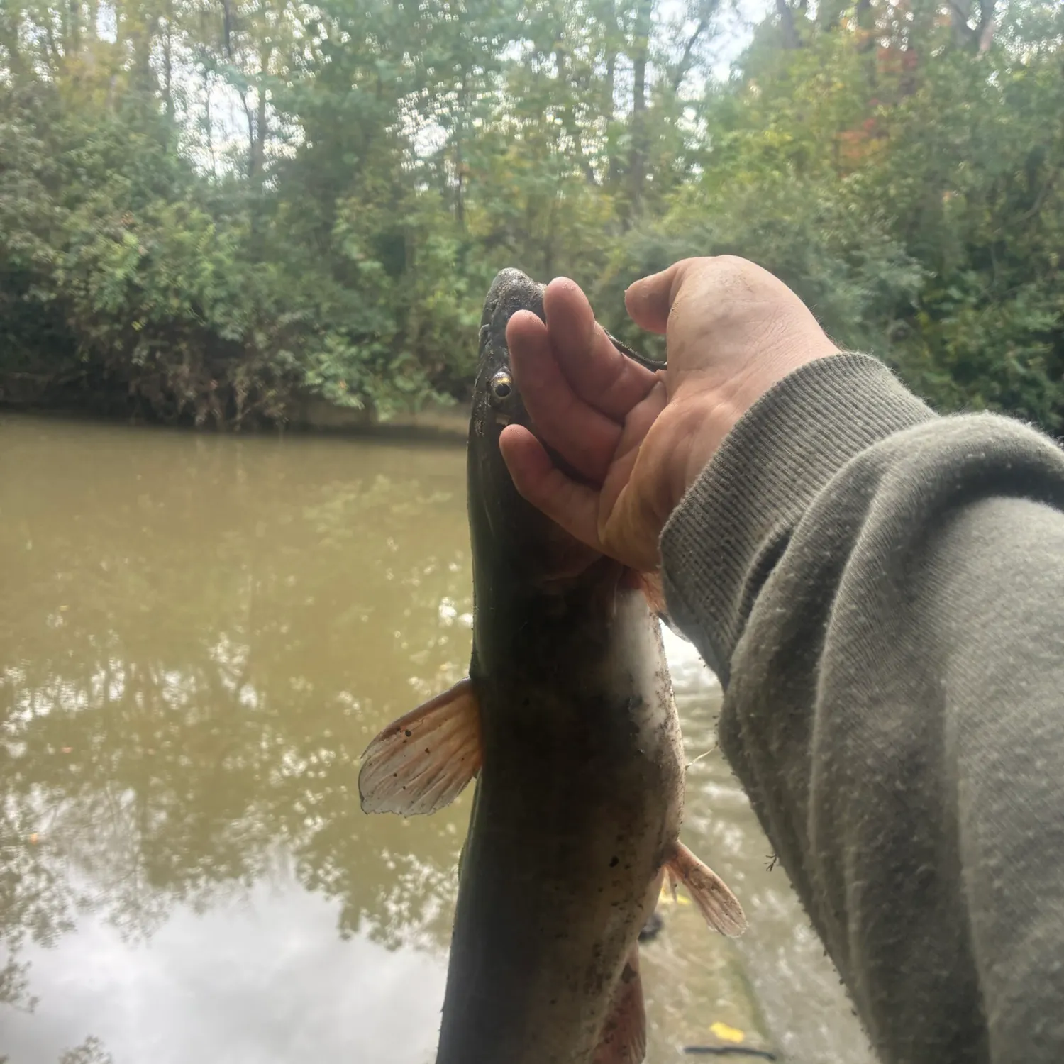 Channel catfish caught on Fishbrain