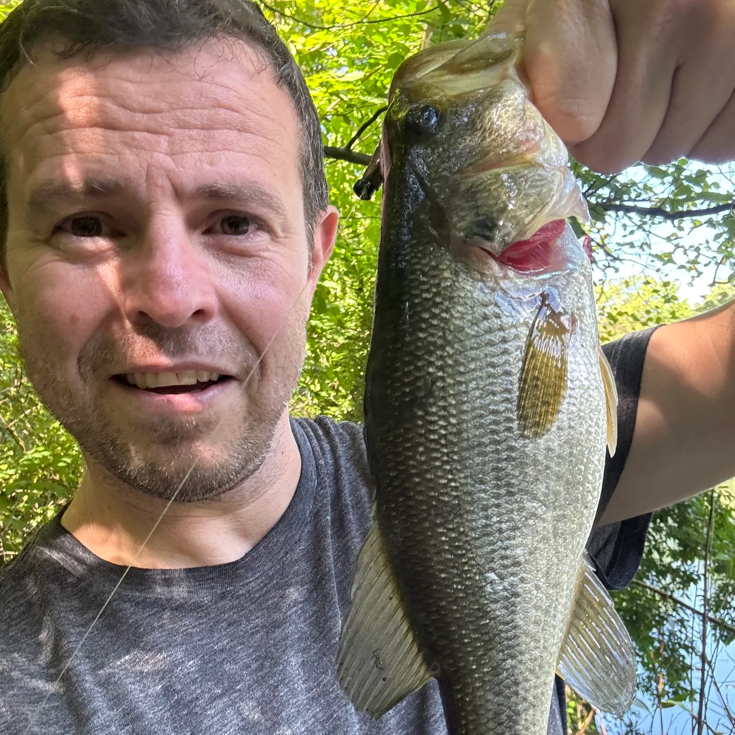 Largemouth bass caught on Fishbrain
